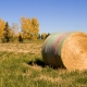 Committed AG | Canada Wrap bale in the field