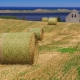 Committed AG | Committed HD bales in the field